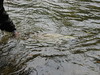 bobd2h > Stamp River, Port Alberni, British Columbia, Canada.